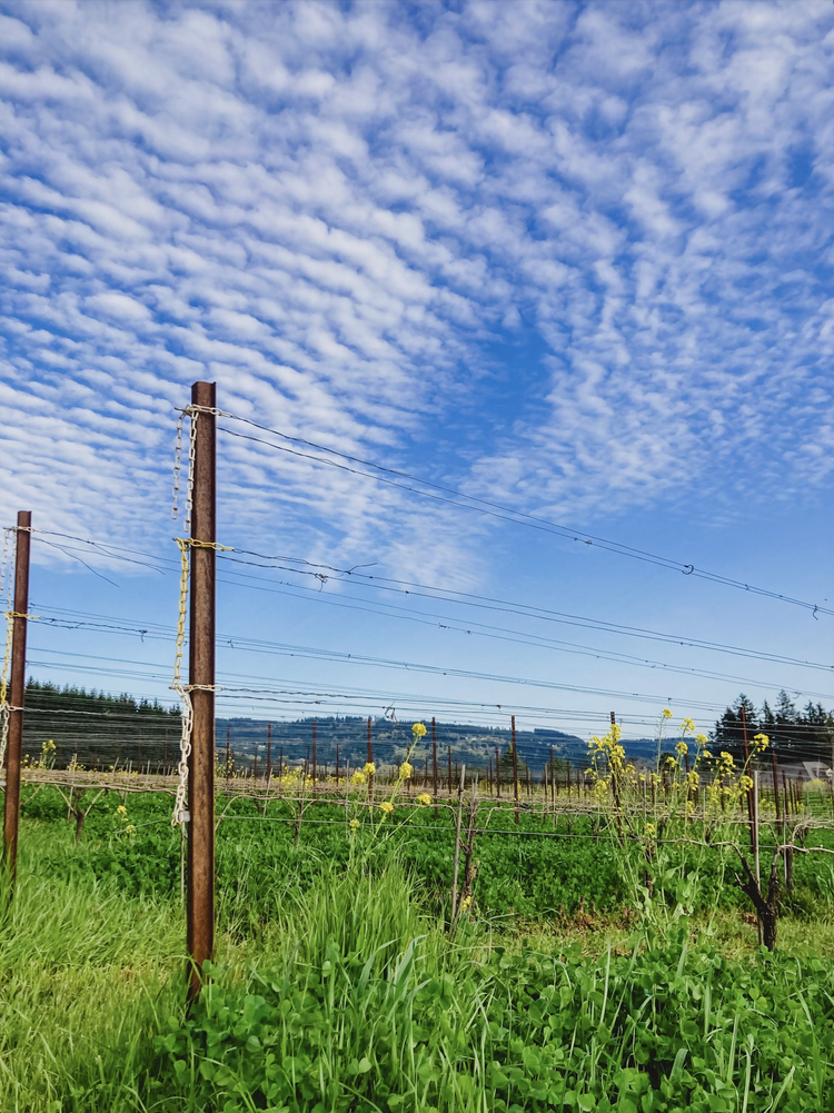 2024 Gamay Noir — Hazelfern Cellars